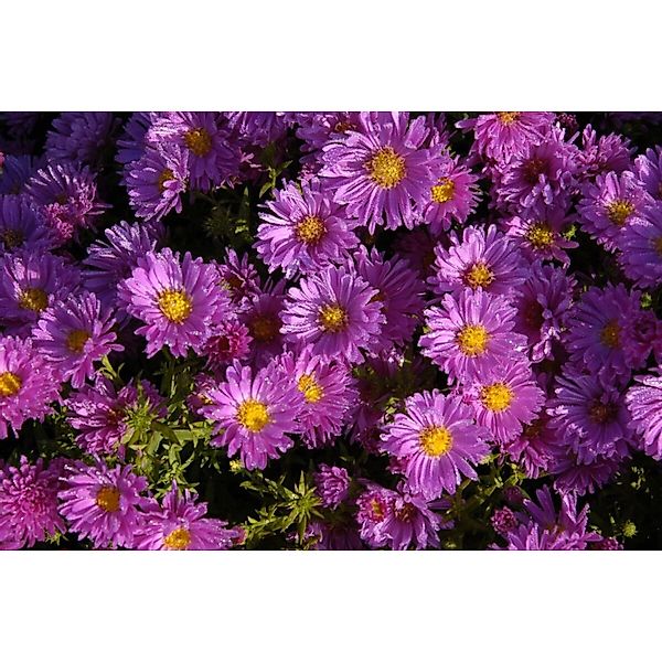 Aster Dumosus Kassel Kissenaster Ca. 9x9 cm Topf günstig online kaufen