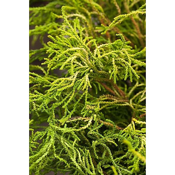 Chamaecyparis Obtusa Gitte Hinoki-Scheinzypresse Gelbgrün 15–20 cm günstig online kaufen