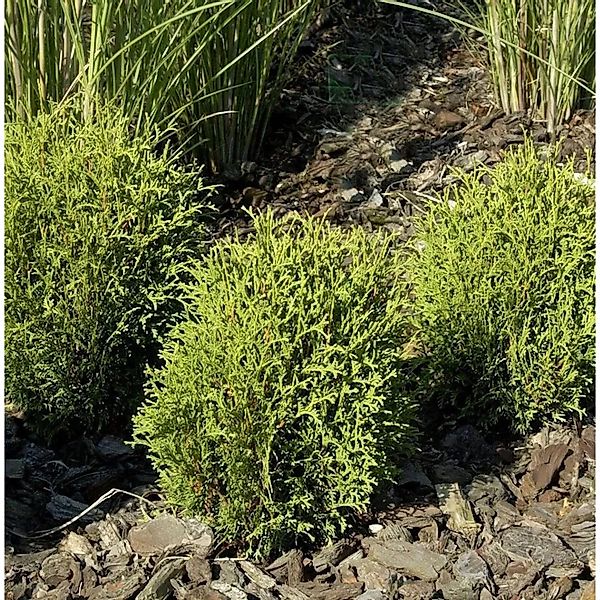 Lebensbaum Tiny Tim 15-20cm - Thuja occidentalis günstig online kaufen
