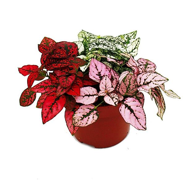 Exotenherz Zimmerpflanze Dreifarbige Punktblume- Hypoestes phyllostachya 12 günstig online kaufen