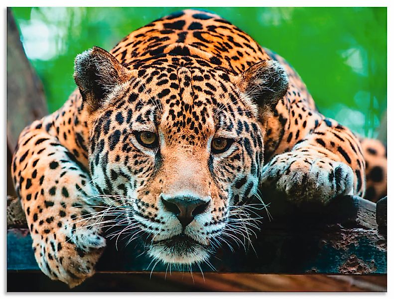 Artland Wandbild "Südamerikanischer Jaguar", Wildtiere, (1 St.), als Alubil günstig online kaufen