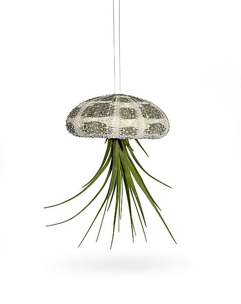meinvipshop Hängedekoration Seeigelgehäuse mit echter Tillandsia 1er Set gr günstig online kaufen