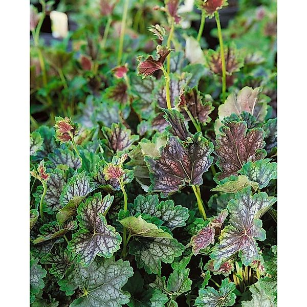 Heuchera Americana Beauty Color Purpurglöckchen Ca. 11x11 cm Topf günstig online kaufen