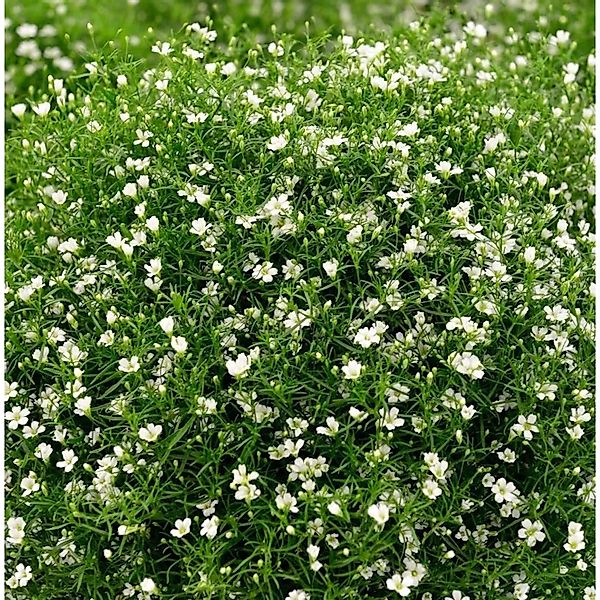 Riesenschleierkraut Fleur White - großer Topf - Gypsophila paniculata günstig online kaufen