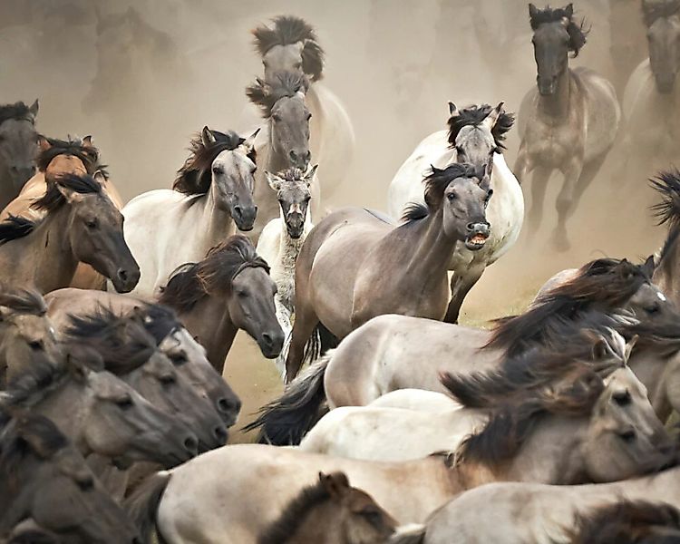 Fototapete "Wildpferde" 4,00x2,50 m / Glattvlies Brillant günstig online kaufen