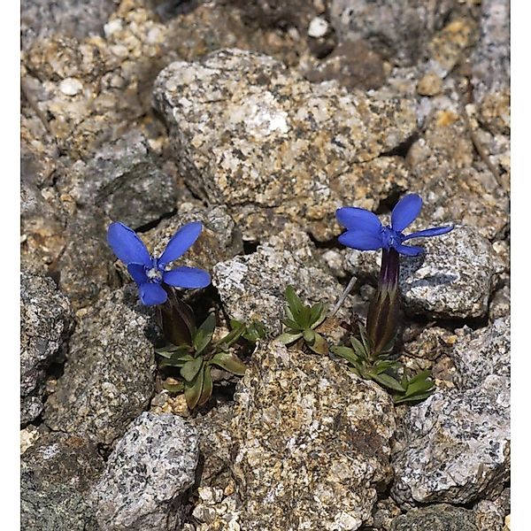 Frühlings Enzian - Schusternager - Gentiana angulosa günstig online kaufen