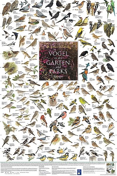 Close Up Poster Vögel aus den günstig online kaufen