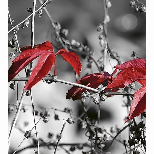 Fototapete RED LEAVES ON BLACK  | MS-3-0110 | Schwarz | Digitaldruck auf Vl günstig online kaufen