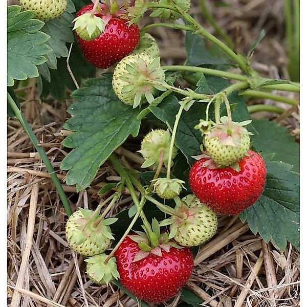 Walderdbeere Ostara - Fragaria vesca günstig online kaufen