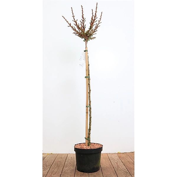 Larix Kaempferi Grey Pearl Japanische Lärche 80 cm Stammhöhe günstig online kaufen