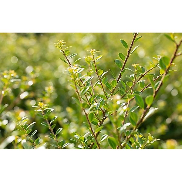 Ilex crenata 'Stokes' 40-60 cm günstig online kaufen