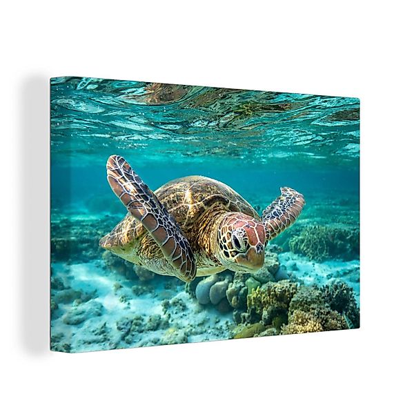OneMillionCanvasses® Leinwandbild Eine Schildkröte schwimmt unter günstig online kaufen