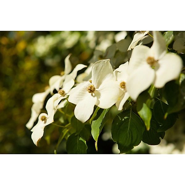 Cornus Kousa Chinensis Chinesischer Blumen-Hartriegel 80–100 cm günstig online kaufen