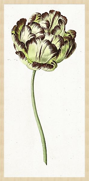 Wandkraft | Wanddekoration Botanische Blume günstig online kaufen