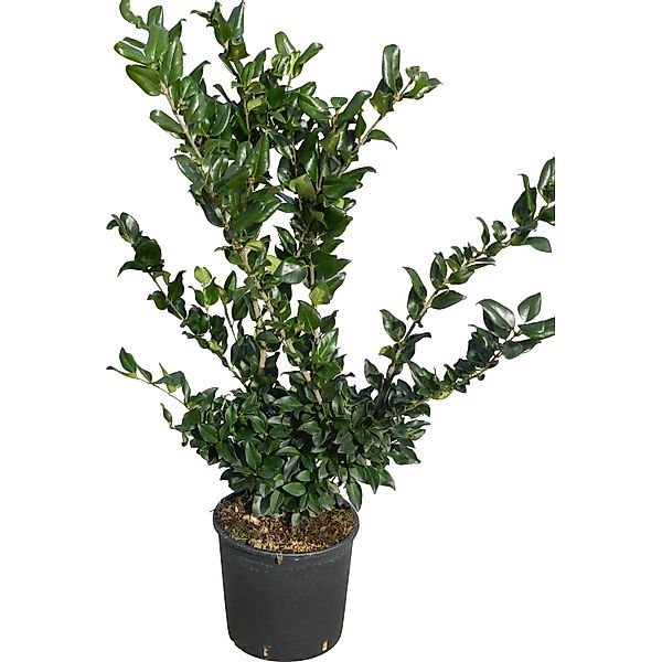GROW by OBI Japanischer Liguster Texanum Höhe ca. 60-80 cm Topf ca. 10 l günstig online kaufen