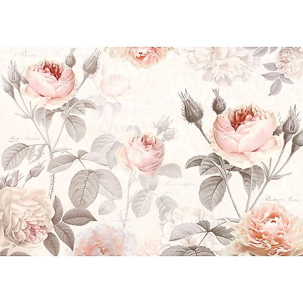 Sanders & Sanders Fototapete Pfingstrose Rosa und Grau 368 x 248 cm 612145 günstig online kaufen