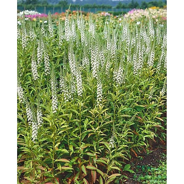 Lysimachia Fortunei Ca. 9x9 cm Topf günstig online kaufen