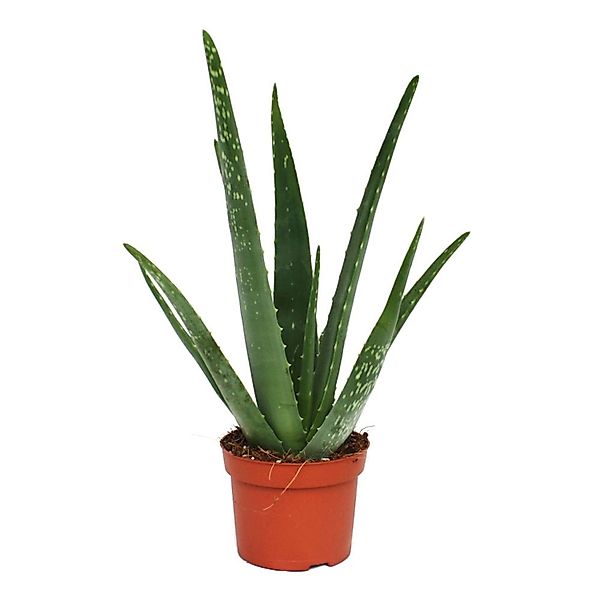 Exotenherz Sukkulente Aloe vera - ca. 3 Jahre alt - 12cm Topf günstig online kaufen