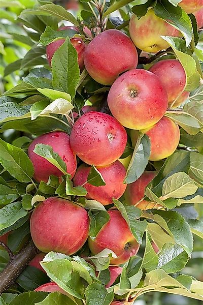 Pflanzen für Dich Obstpflanze Malus 'Elstar', 1 St., Elstar-Apfel, Apfelbau günstig online kaufen
