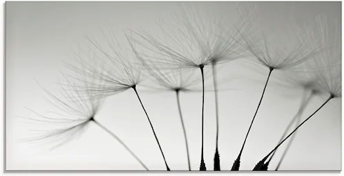 Artland Glasbild »Pusteblumen-Samen I« Blumen 1 Stk. tlg. in verschiedenen günstig online kaufen