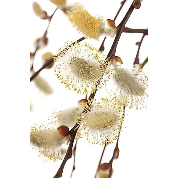 Salix Repens Iona Kriechweide 60 cm Stammhöhe Silbrig-Grün günstig online kaufen