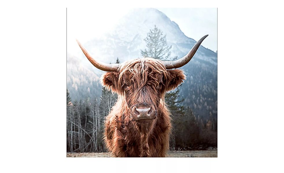 Glasbild 50x50 cm  Highland cattle - 50 cm - 50 cm - Sconto günstig online kaufen