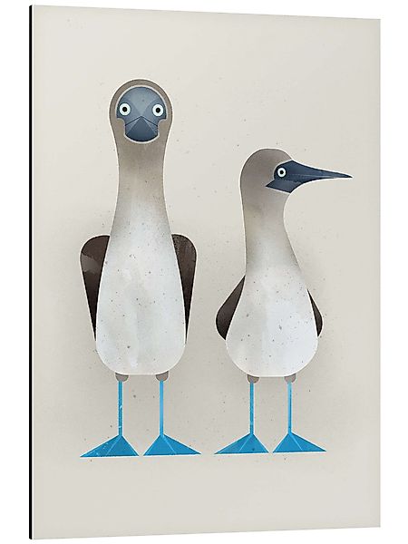 Posterlounge Poster Dieter Braun, Blaufußtölpel, Badezimmer günstig online kaufen