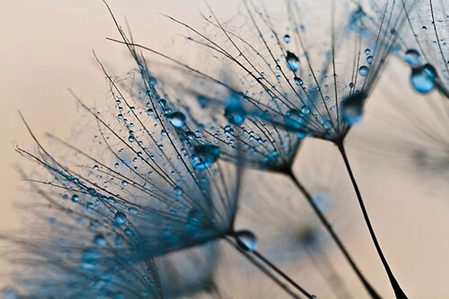 Papermoon Fototapete Abstract Dandelions, glatt günstig online kaufen