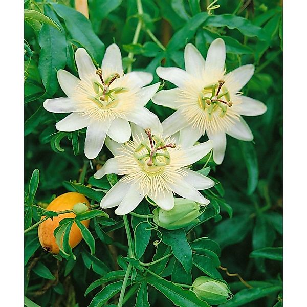 Passiflora Caerulea Constance Elliot Passionsblume Weiß 40–60 cm günstig online kaufen