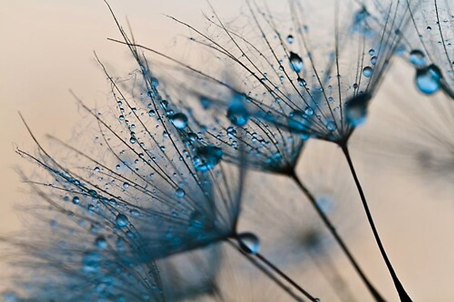 Papermoon Fototapete Abstract Dandelions, glatt günstig online kaufen