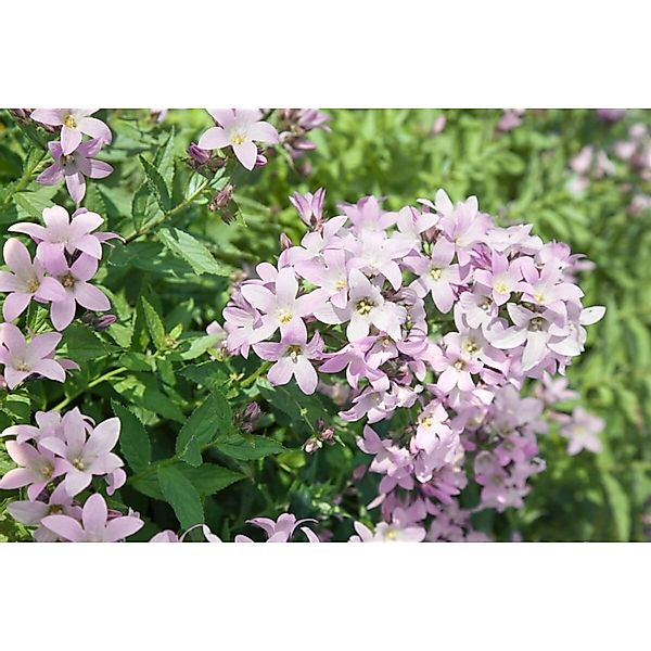 Campanula Lactiflora Loddon Anne Dolden Glockenblume Ca. 9x9 cm Topf günstig online kaufen