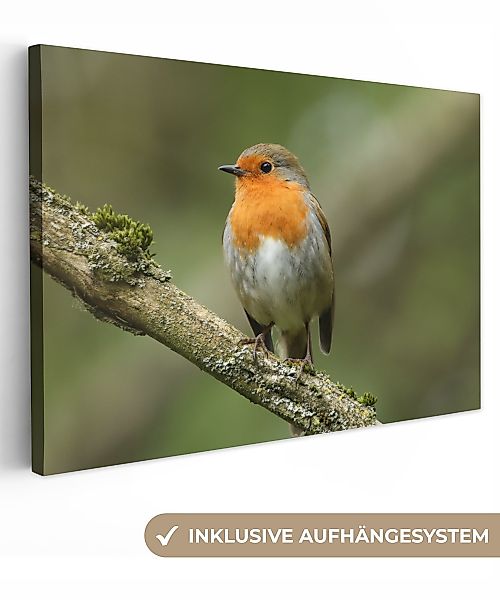 OneMillionCanvasses® Leinwandbild Vogel - Rotkehlchen - günstig online kaufen