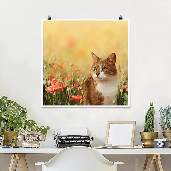Poster Blumen - Quadrat Katze im Mohnfeld günstig online kaufen