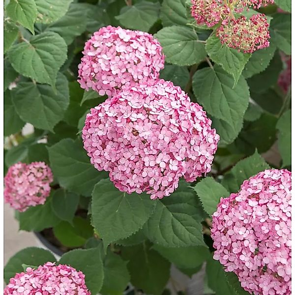 Ballhortensie Candybelle Bubblegum 30-40cm - Hydrangea arborescens günstig online kaufen