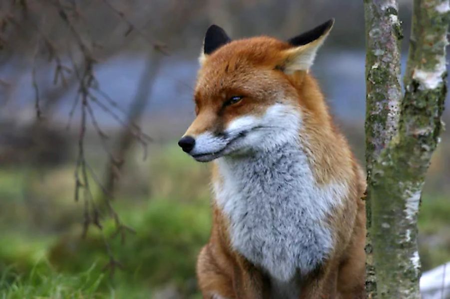 Papermoon Fototapete »Red Fox« günstig online kaufen