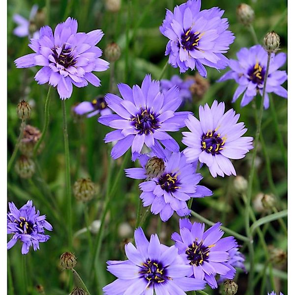 Rasselblume - Catananche caerulea günstig online kaufen