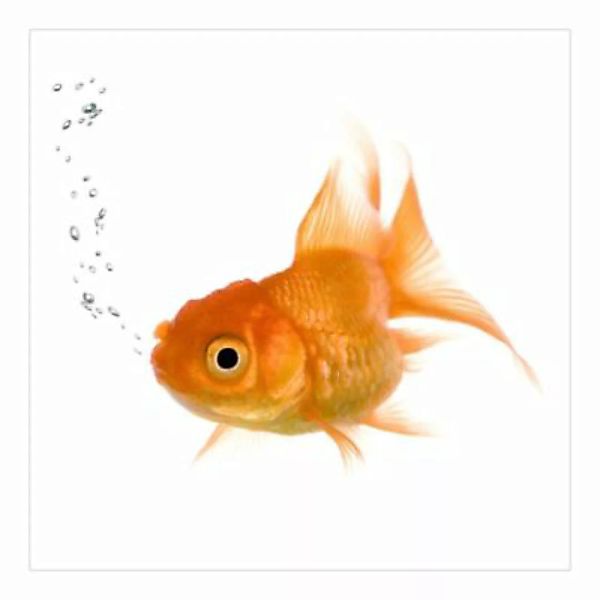 Bilderwelten Fototapete Colourful Fish bunt Gr. 240 x 240 günstig online kaufen