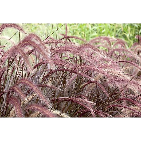 Pennisetum Setaceum Rubrum Lampenputzergras Rot Ca. 2-3 L Container günstig online kaufen
