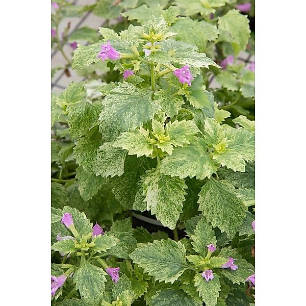Calamintha Grandiflora Großblütige Bergminze Ca. 9x9 cm Topf günstig online kaufen