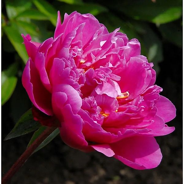 Edelpfingstrose Victoire de,a Marne - Paeonia,actiflora günstig online kaufen