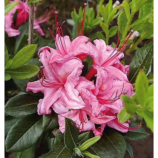 Rhododendron Westton Sparkler 40-50cm - Rhododendron viscosum günstig online kaufen