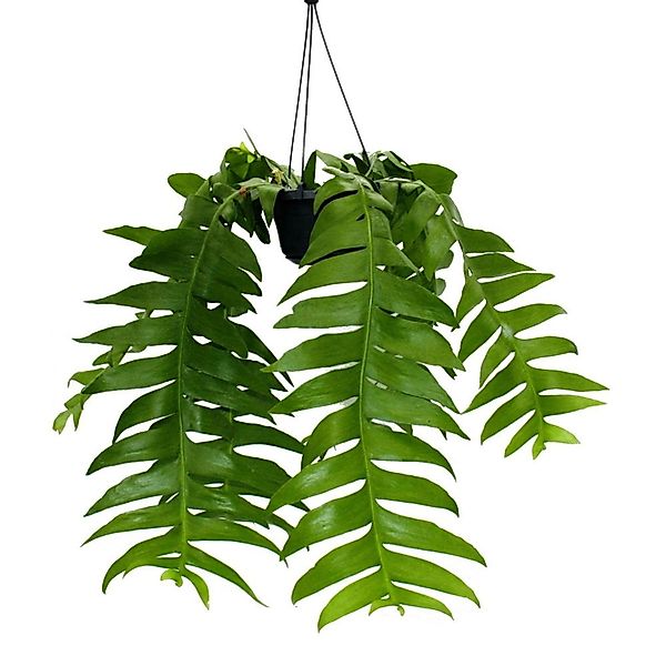 Exotenherz Kaktus Epiphyllum anguliger chrysocardium - Sägeblatt-Kaktus - 1 günstig online kaufen