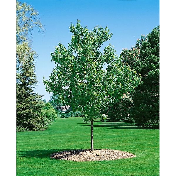 Acer Rubrum Green Pillar Rotahorn 100 cm Stammhöhe günstig online kaufen