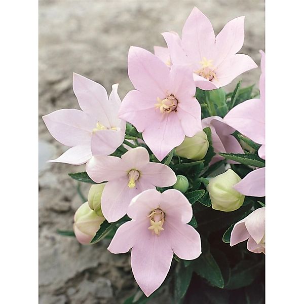Platycodon Grandiflorus Fuji Pink Ballonblume Ca. 9x9 cm Topf günstig online kaufen