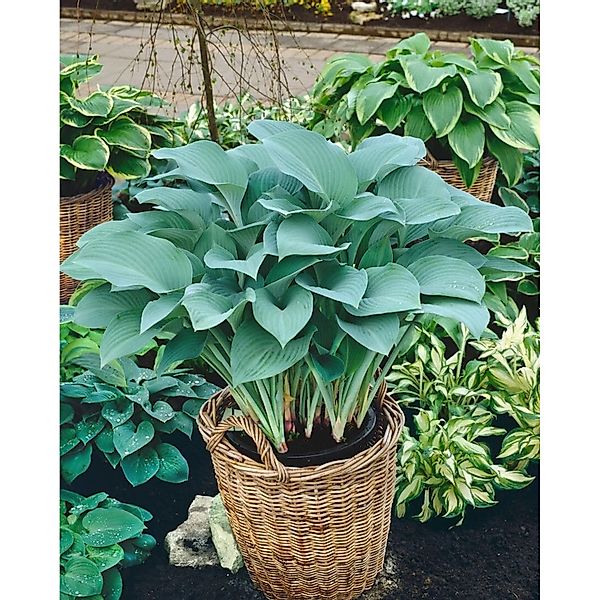 Hosta Nigrescens Krossa Regal Ca. 11x11 cm Topf günstig online kaufen