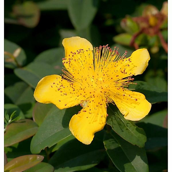 Teppich Johanniskraut - Hypericum calycinum günstig online kaufen