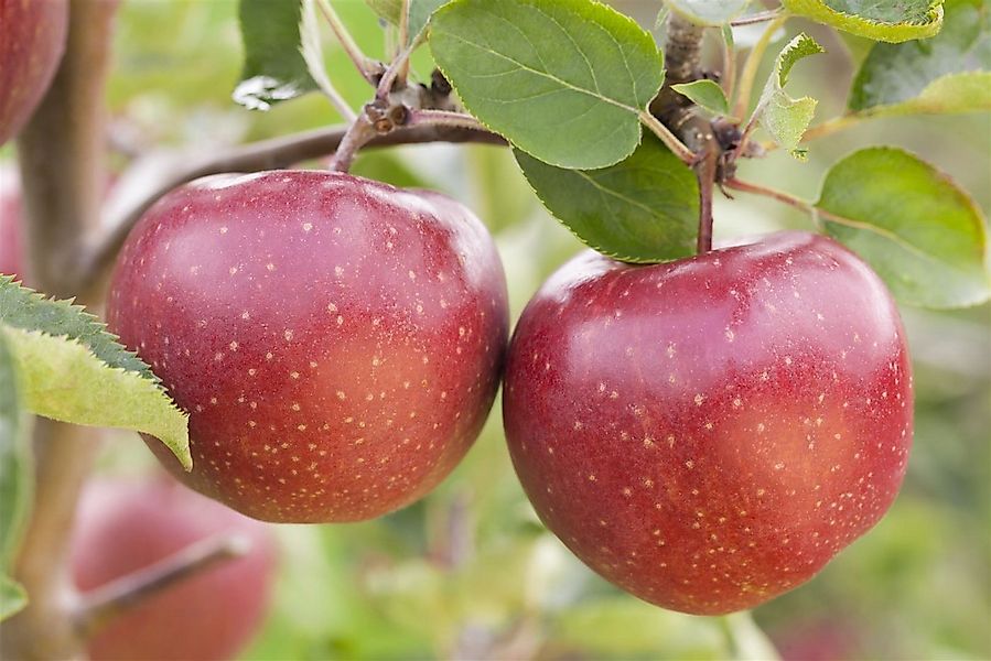 Pflanzen für Dich Obstpflanze Malus 'Jonagold', 1 St., Jonagold-Apfel, Apfe günstig online kaufen