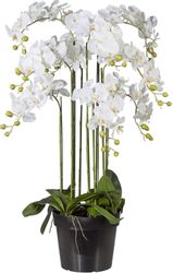 Kunstpflanze Orchidee, Creativ green, Höhe 110 günstig online kaufen