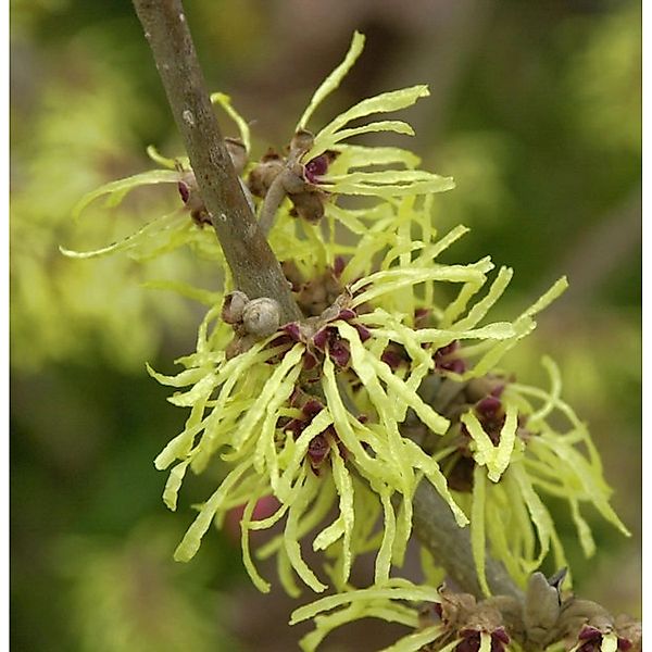 Lichtmess Zaubernuß Pallida 40-60cm - Hamamelis intermedia günstig online kaufen