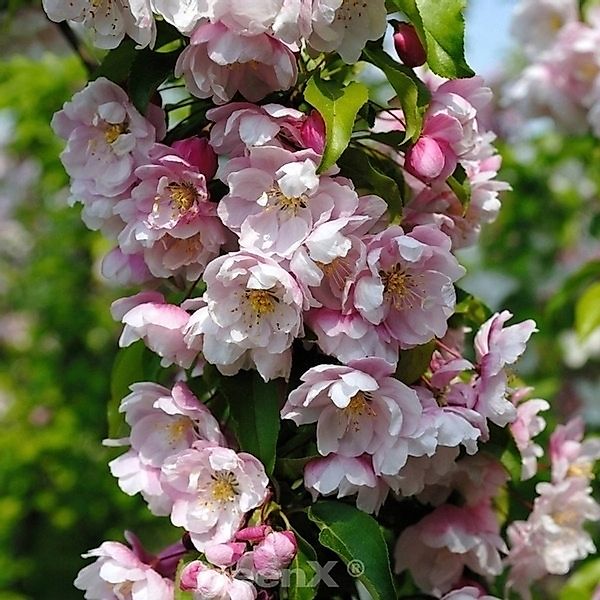 Zierapfel Van Eseltine 60-80cm - Malus Hybride günstig online kaufen